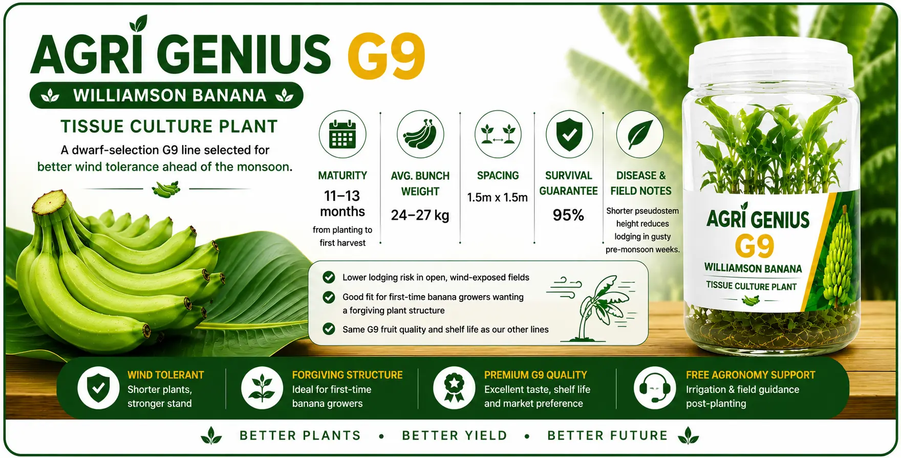 Agri Genius Williamson G9 Banana tissue culture plants
