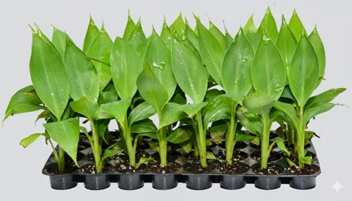 Agri Genius Williamson G9 Banana tissue culture plants