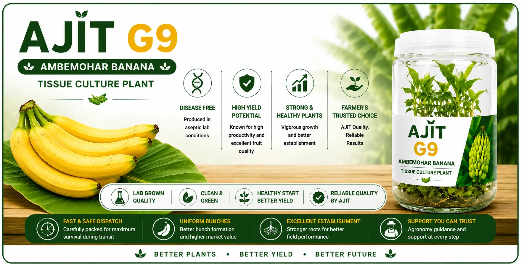 Ajit G9 Ambemohar Banana tissue culture plants