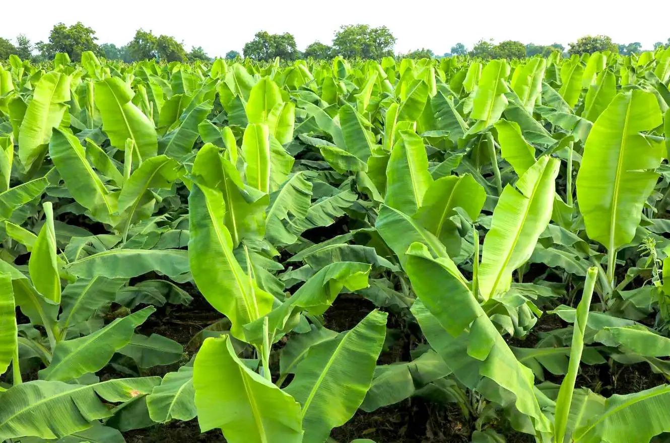 Tissue Culture Banana Plants supplied by Khandesh Agro Agency