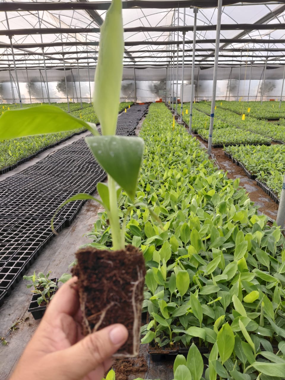 G9 Banana Planting Guide: Spacing, Pit Size & Irrigation Schedule