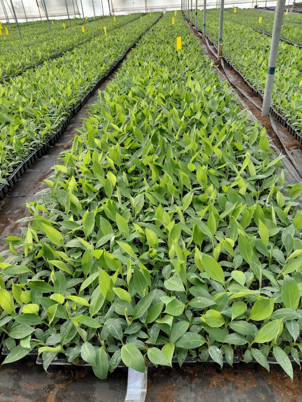 Nursery greenhouse rows where planting material is hardened before dispatch