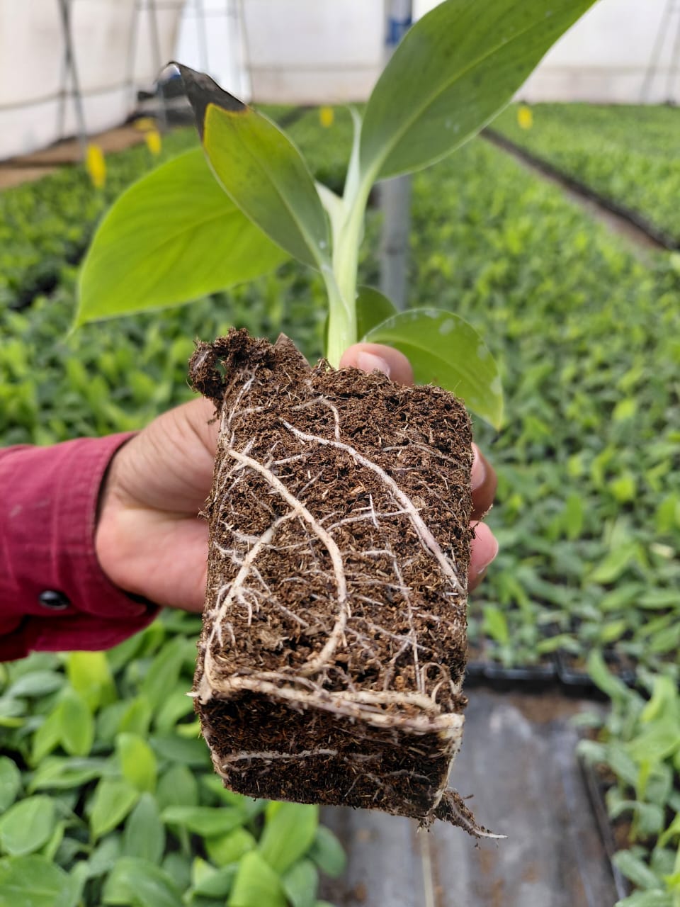 Banana Disease Prevention Guide: Panama Wilt, Sigatoka & BBTV