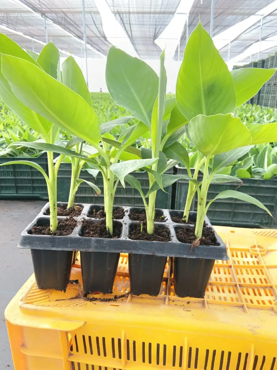 G9 banana tissue culture plug tray with a healthy banana field in the background at Khandesh Agro Agency's nursery