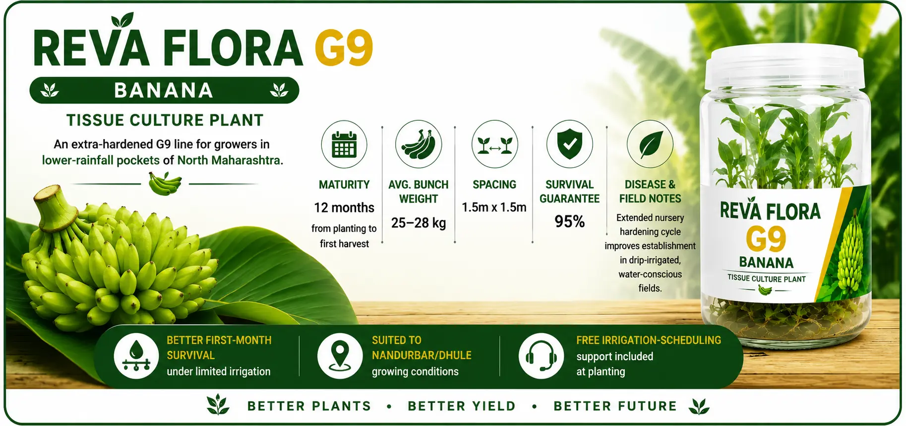 Reva Flora G9 Banana tissue culture plants