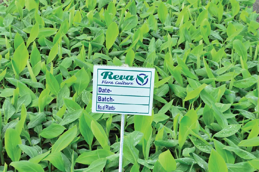 Reva Flora G9 Banana tissue culture plants