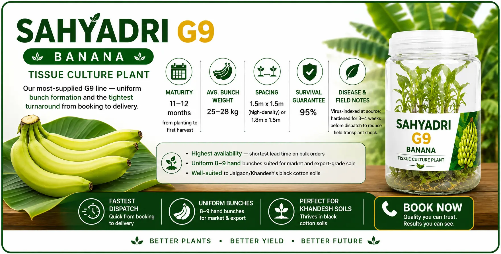 Sahyadri G9 Banana tissue culture plants