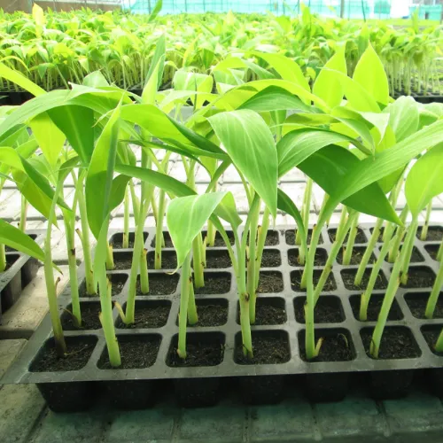 Sahyadri G9 Banana tissue culture plants