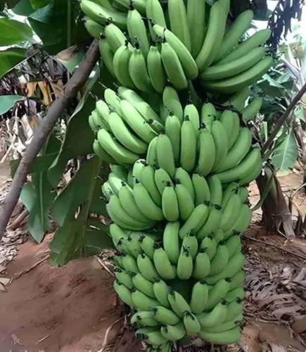 Jalgaon Farmar G9 Banana Success Story