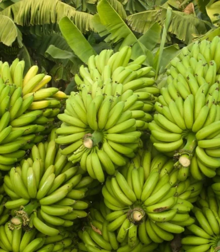 Nashik G9 Banana Success