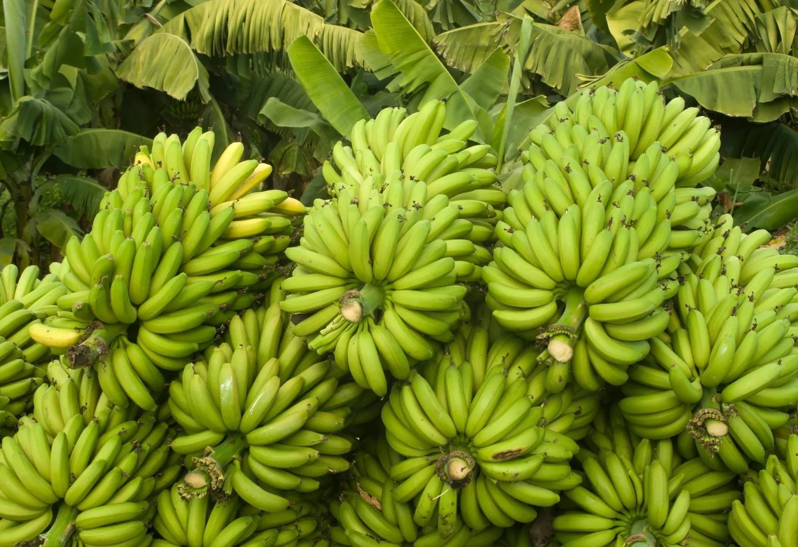 Nashik G9 Banana Success