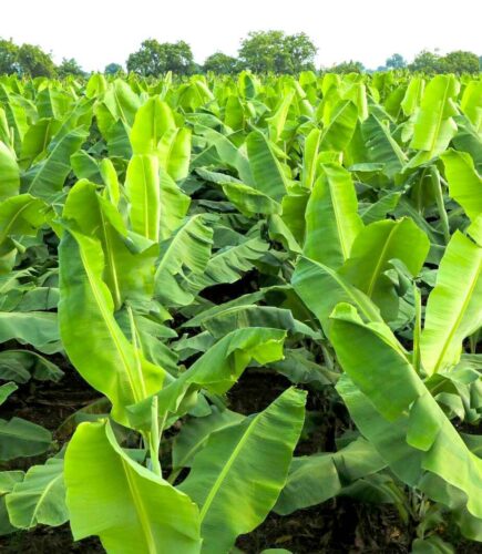 Nandurbar G9 Survival Success