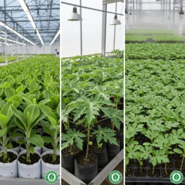 khandesh agro agency - certified tissue culture plants