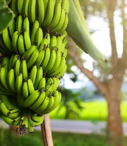 Dhule G9 banana success