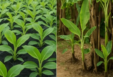 Tissue Culture Banana vs Suckers