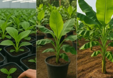 G9 Banana Planting Guide