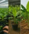 G9 Banana Planting Guide | Tissue Culture Step-by-Step