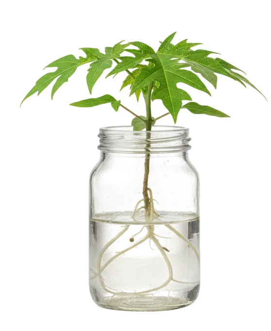 Hermaphrodite Tissue Culture Papaya By Khandesh agro agency